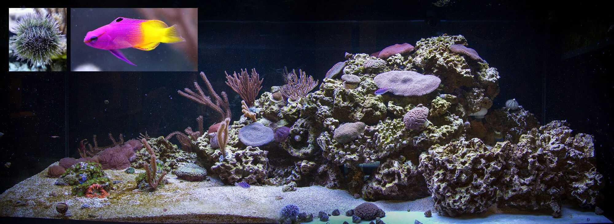 The Caribbean tank at the Museum of the Earth. Residents include a pincushion sea urchin (Lytechinus variegatus) (left inset image) and a royal gramma fish (Chromis virdis) (right inset image).
