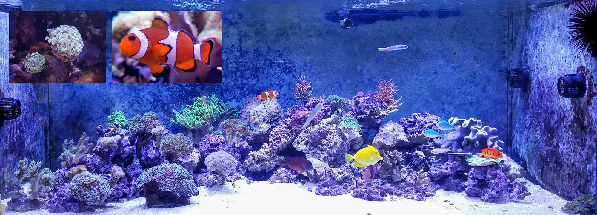The Indo-Pacific coral tank at the Museum of the Earth. Inset images include two residents of the tank: Euphyllia corals (left) and a clown fish (Amphiprion ocellaris) (right).