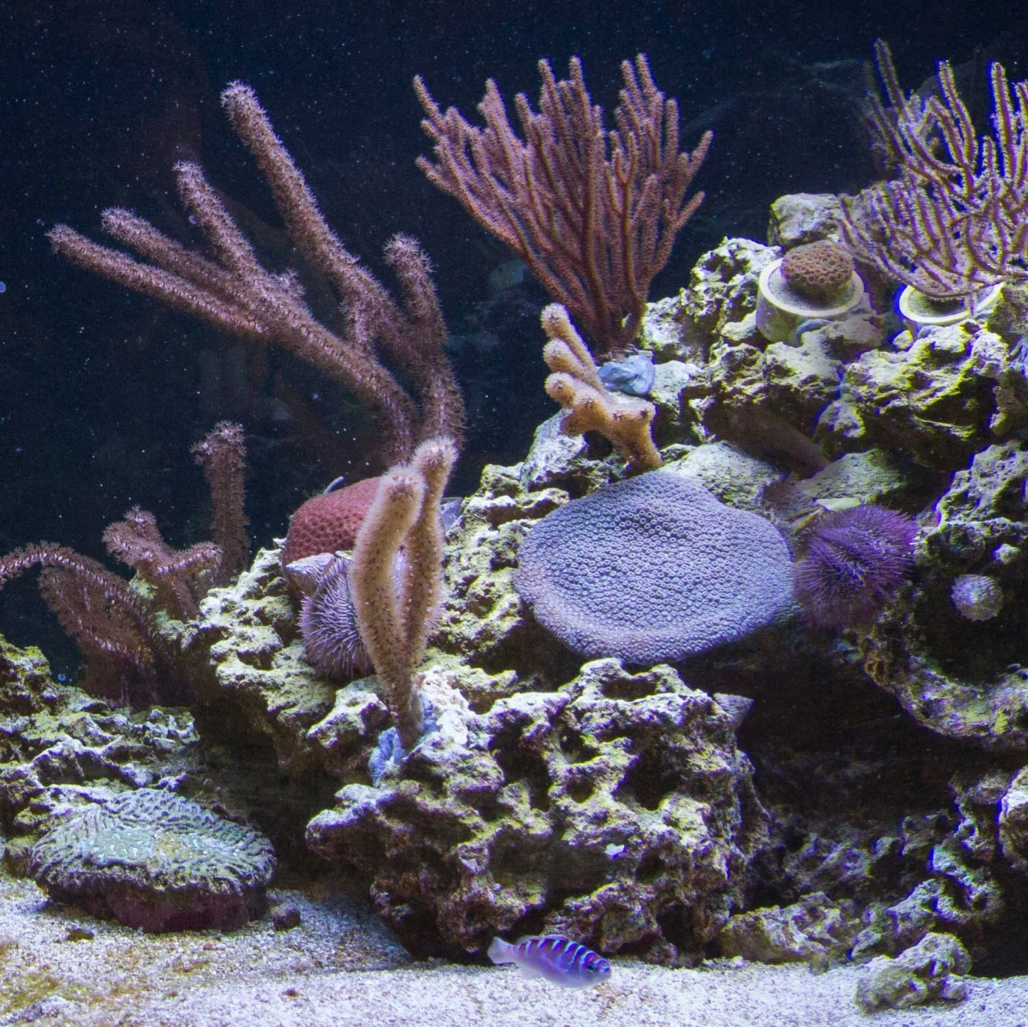 The Summer I returned to the Ocean: Interning at the Museum of the Earth