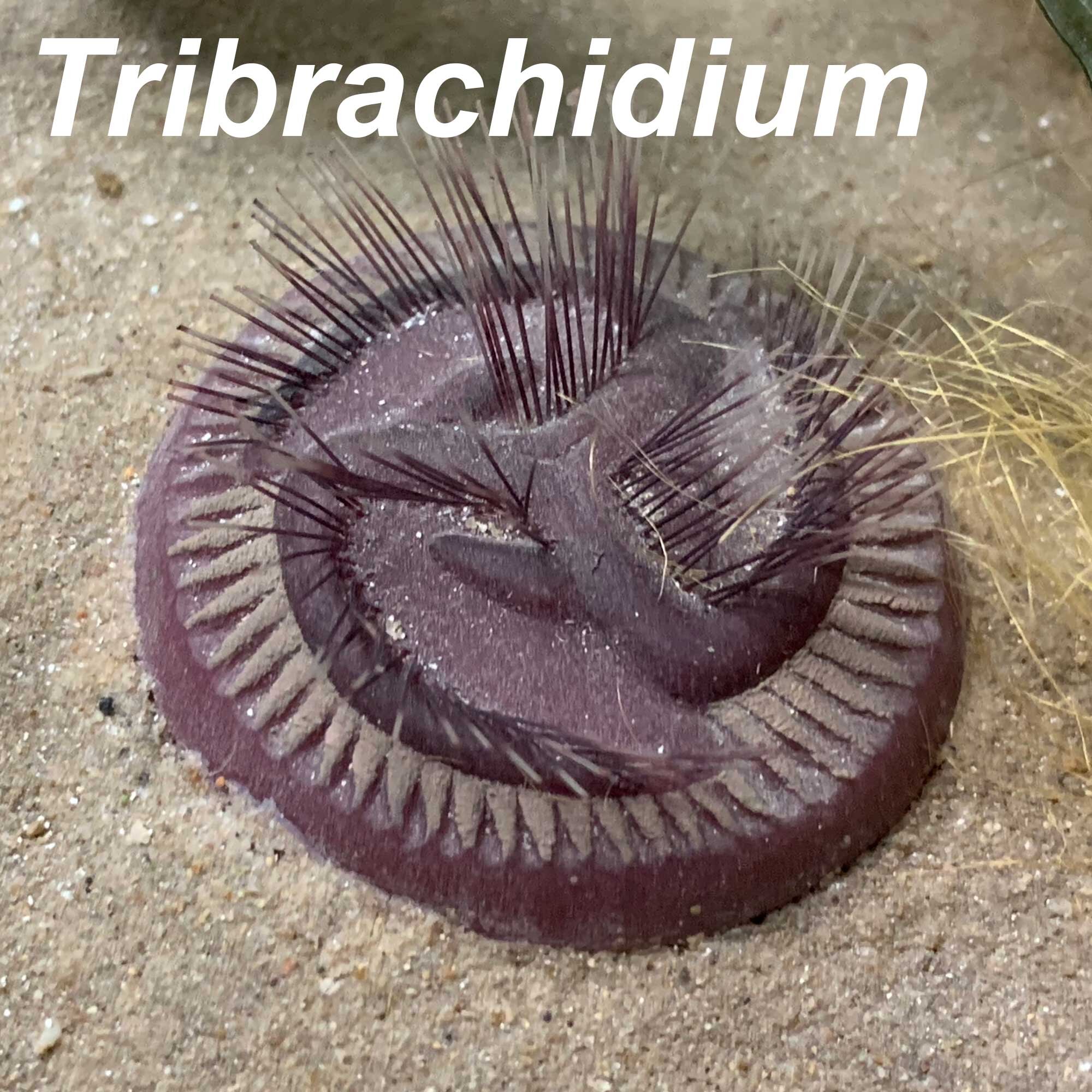 Tribrachidium-2000px-SQ.jpg