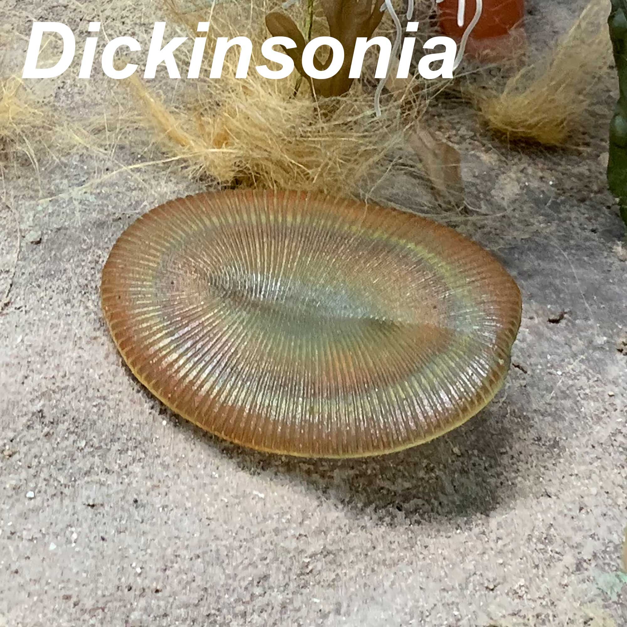 Dickinsonia-2000px-SQ.jpg