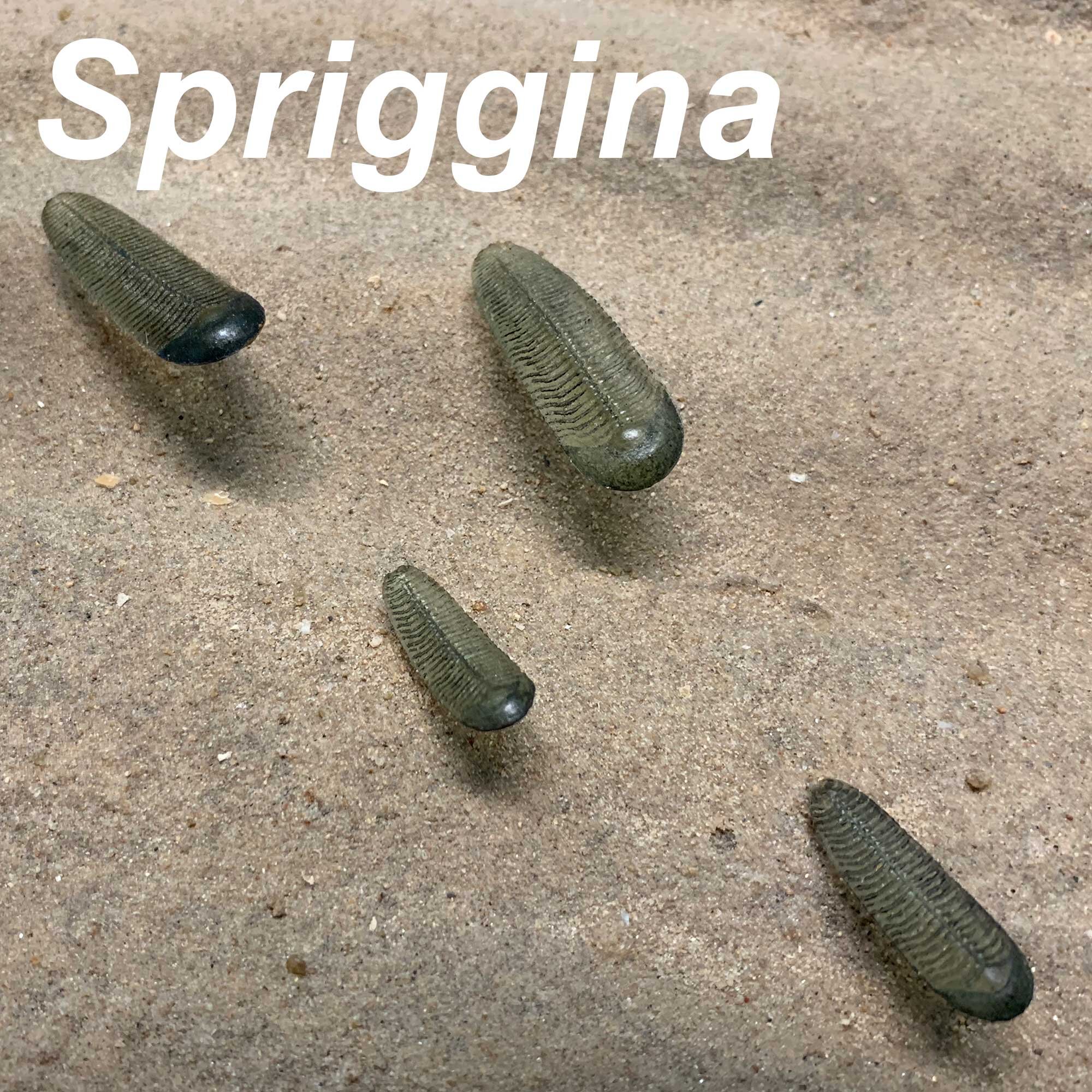 Spriggina-2000px-SQ.jpg