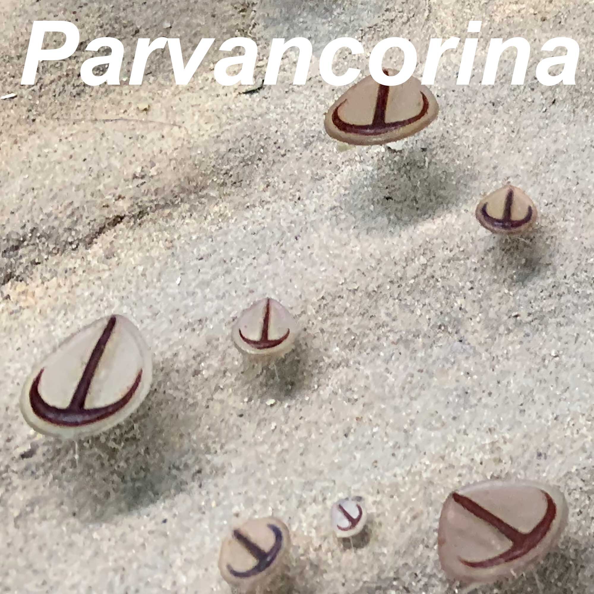 Parvancorina-2000px-SQ.jpg