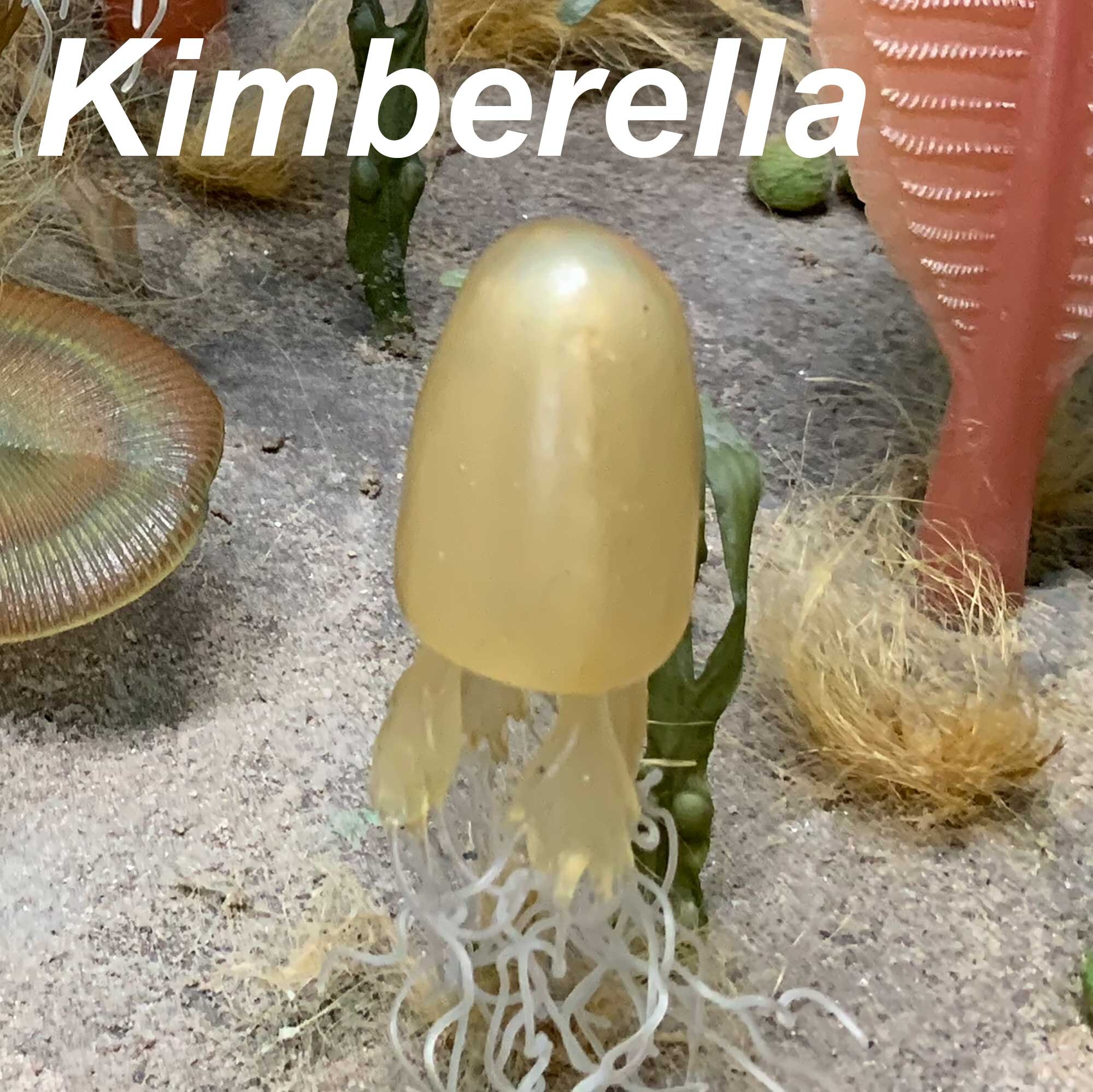 Kimberella-2000px-SQ.jpg