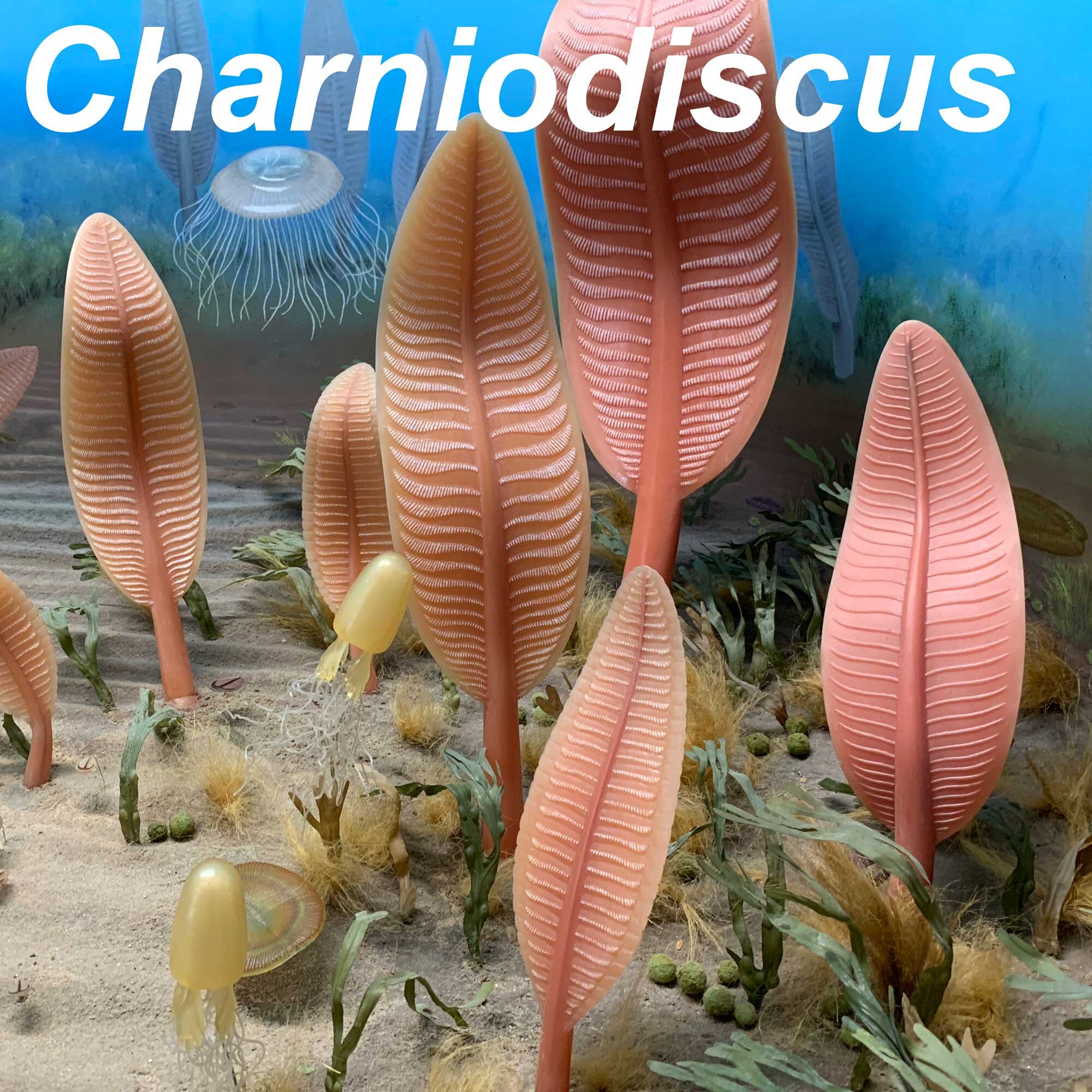 Charniodiscus-2000px-SQ.jpg