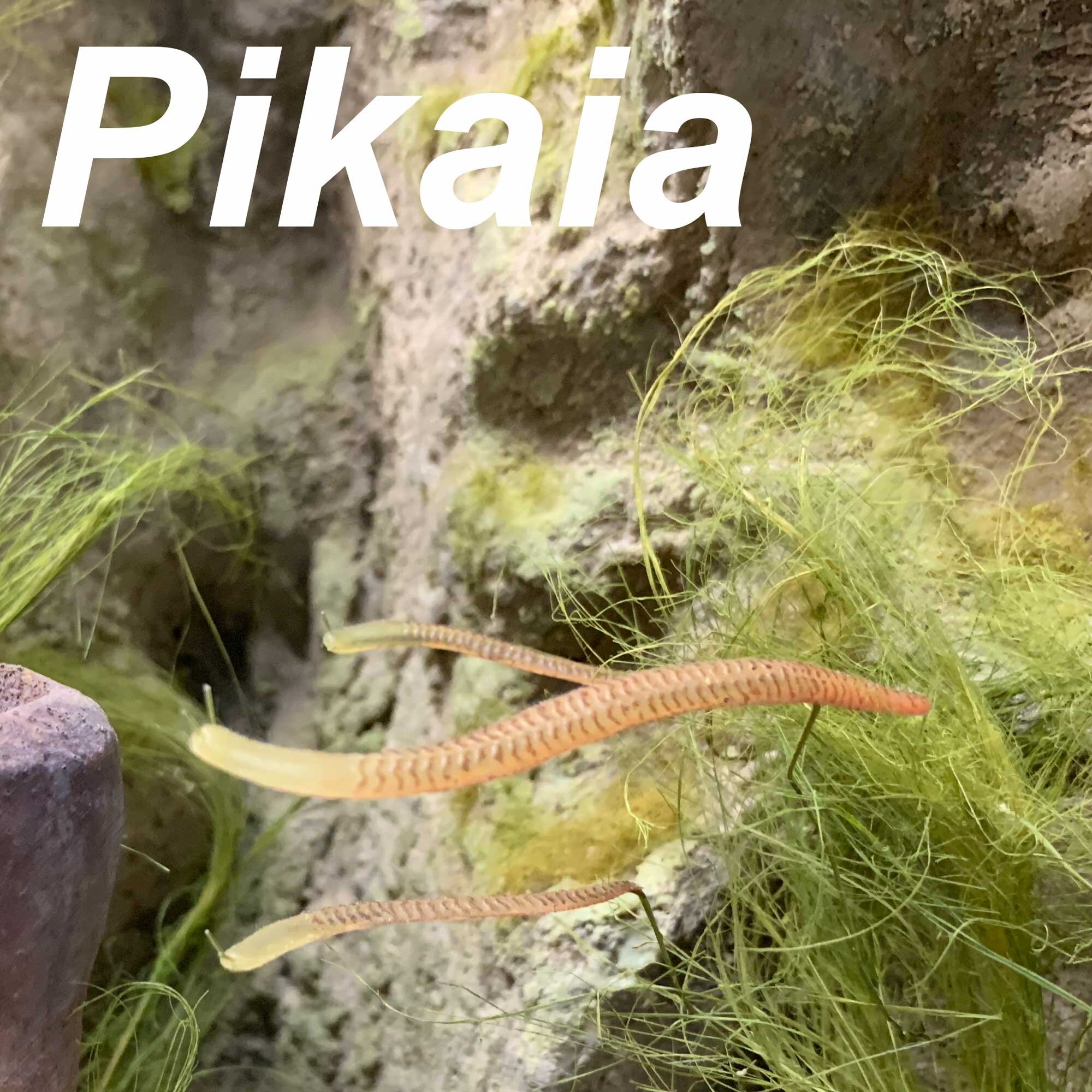 Pikaia-2000px.jpg