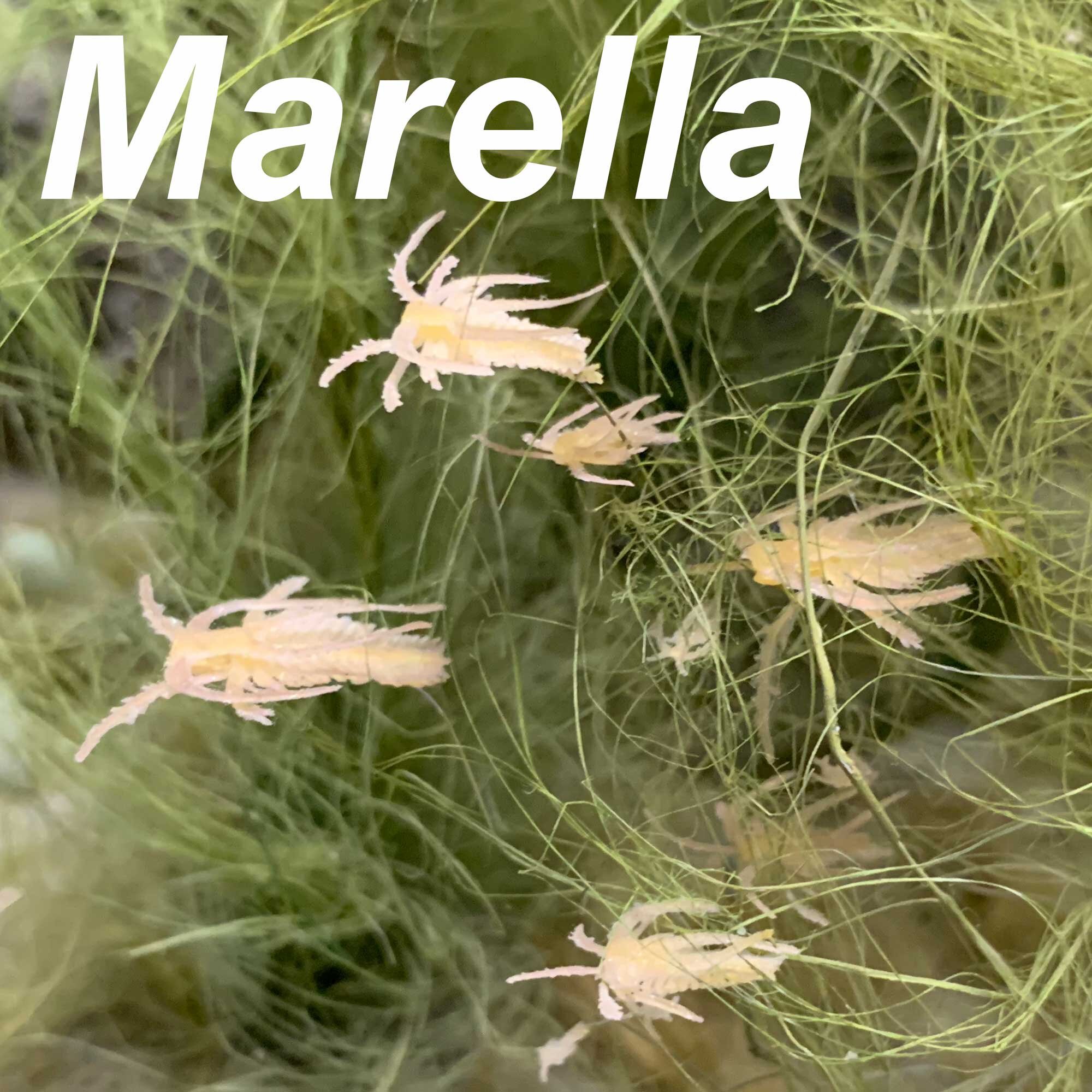 Marella-2000px.jpg