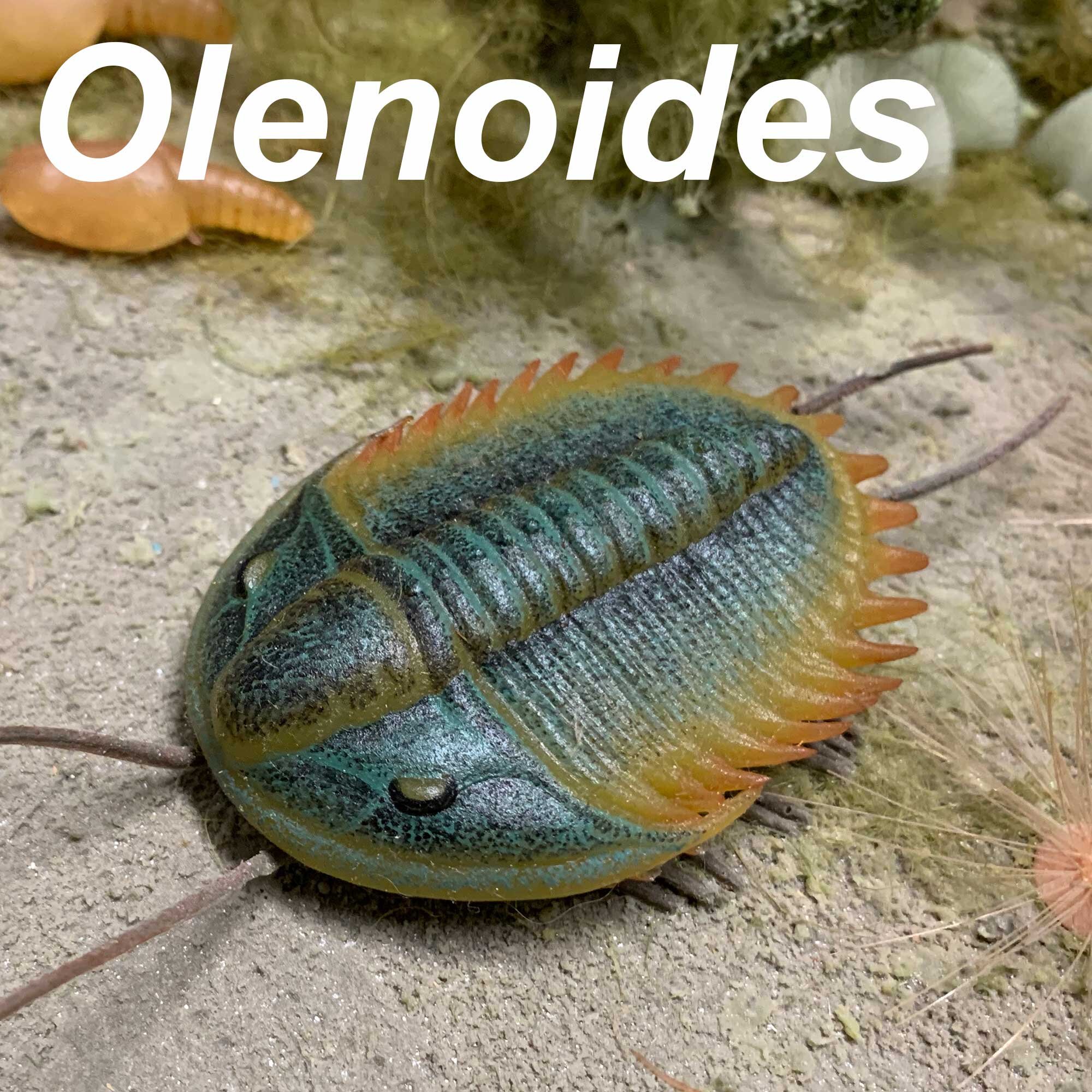 Olenoides-2000px.jpg
