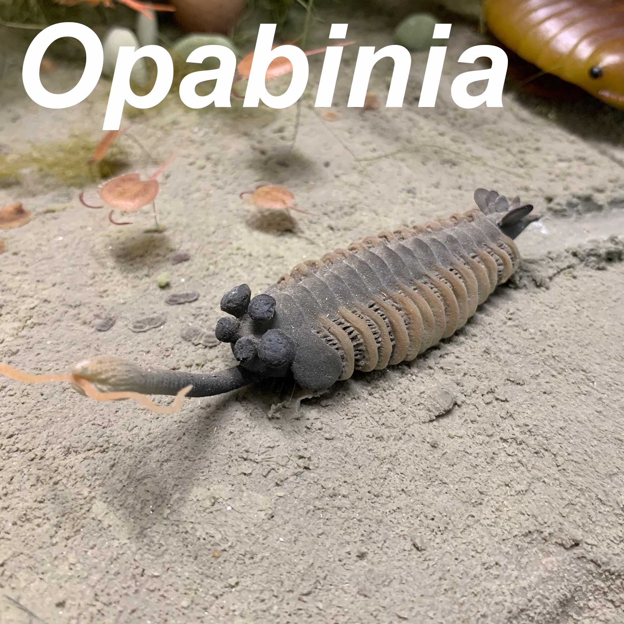 Opabinia-2000px.jpg