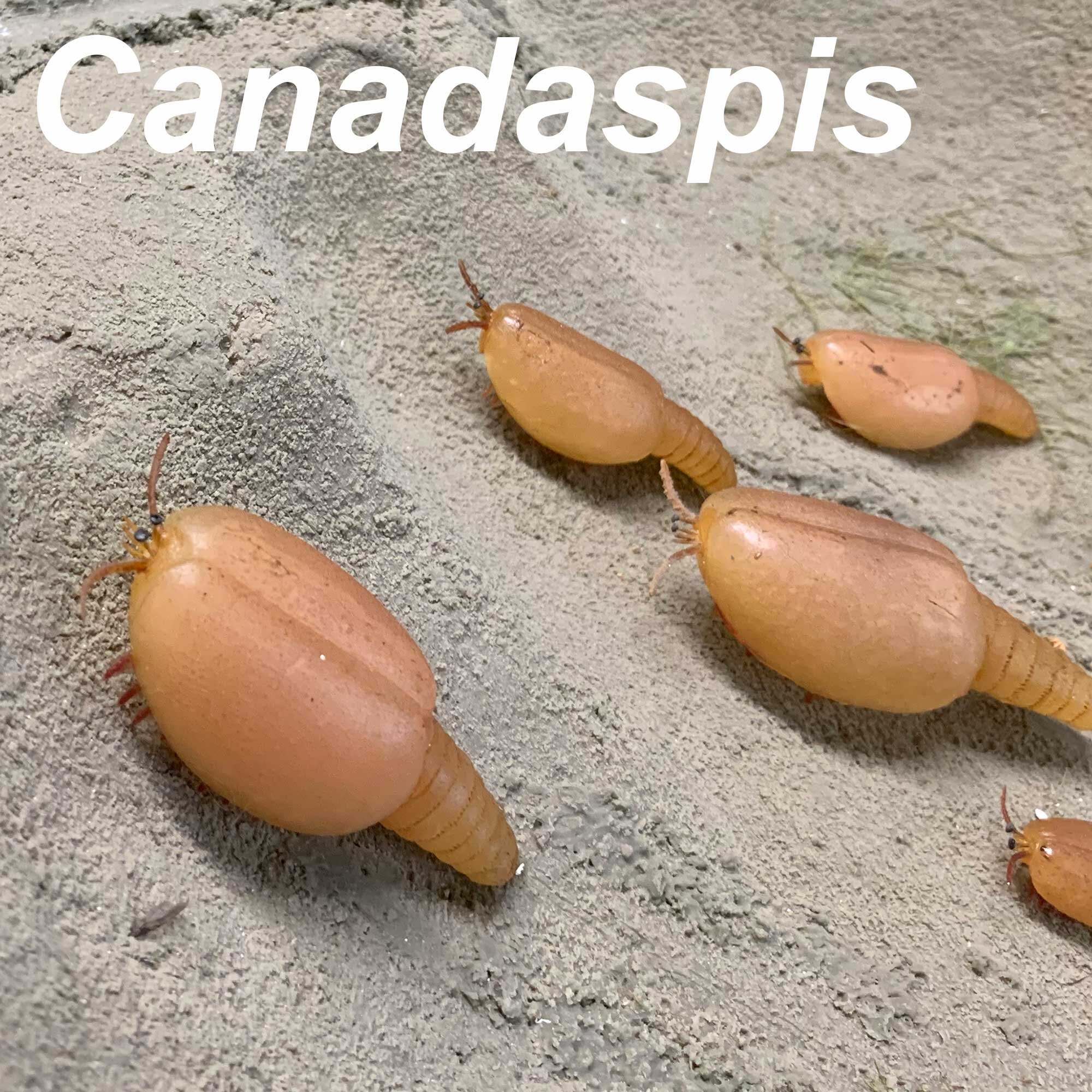 Canadaspis-2000px.jpg