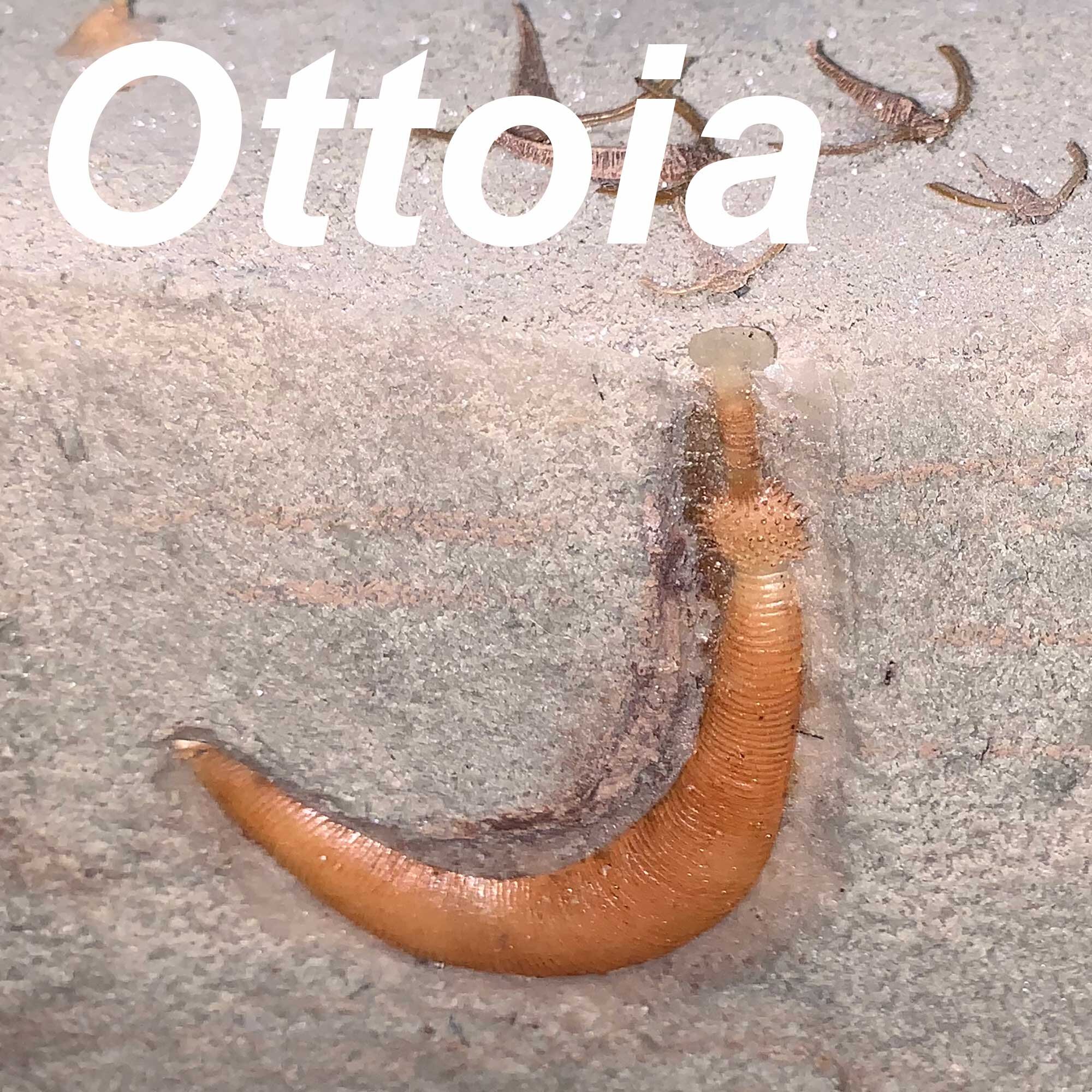 Ottoia-2000px.jpg