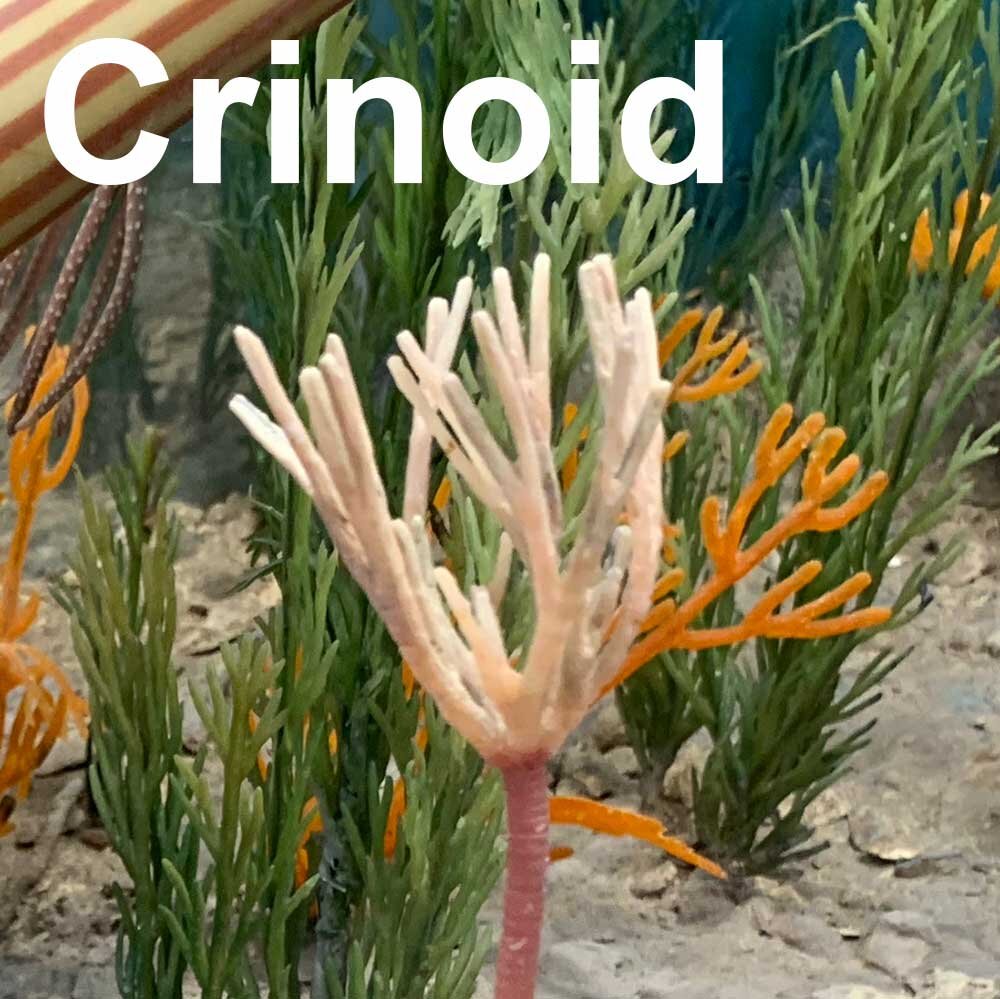 Crinoid-1000px.jpg