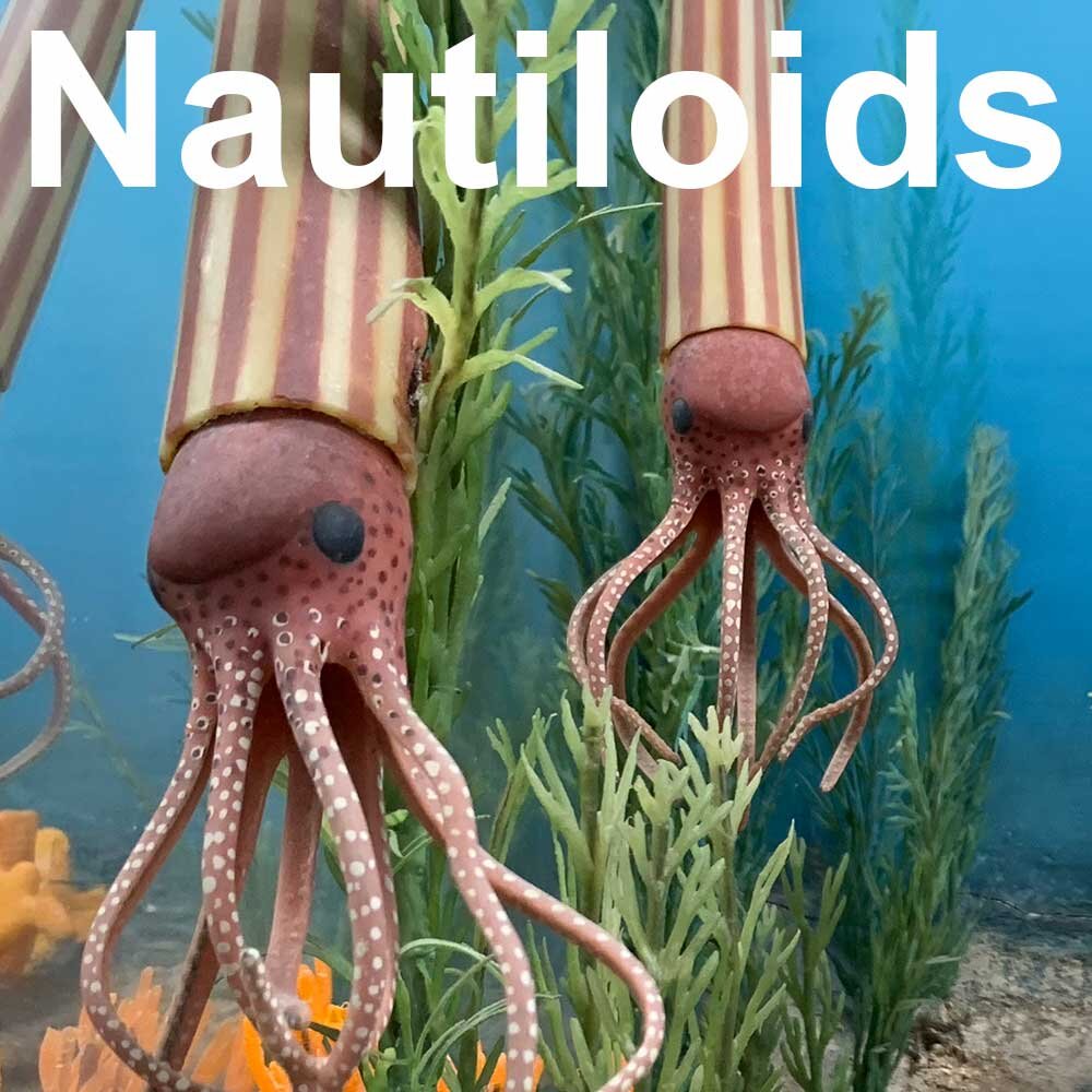 Nautiloids-1000px.jpg