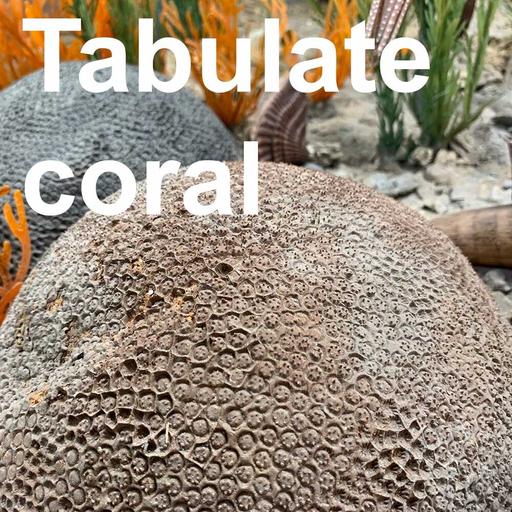 TabulateCoral-1000px.jpg