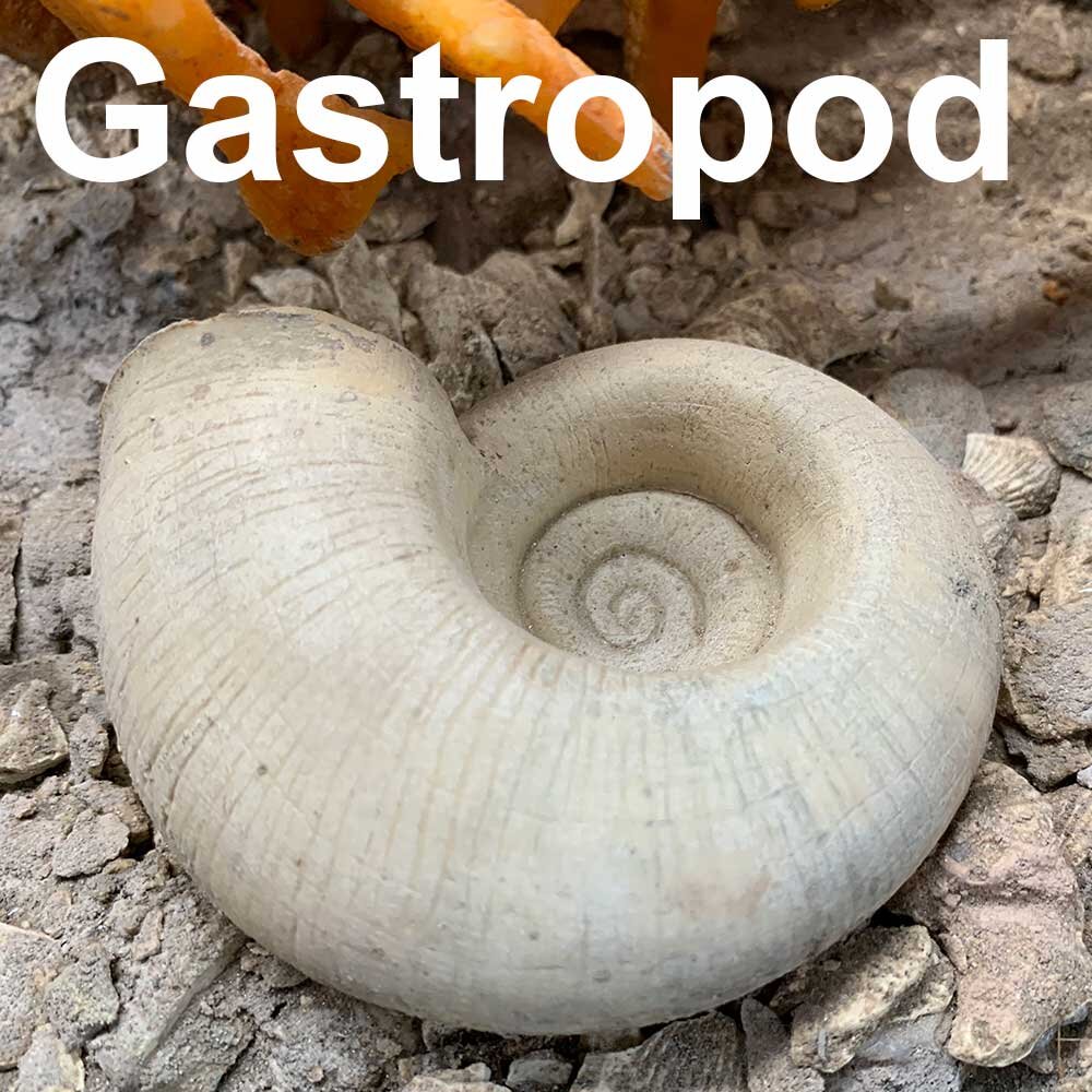 Gastropod-1000px.jpg