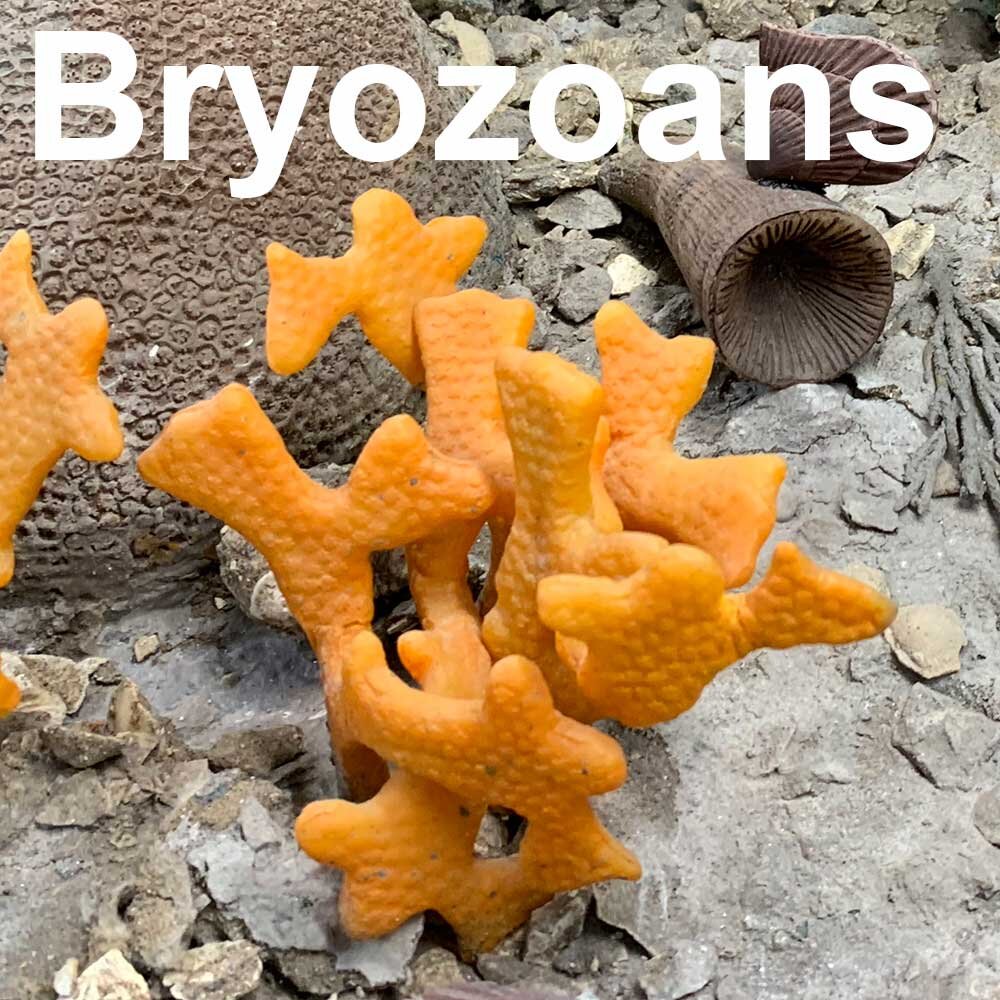 Bryozoans-1000px.jpg