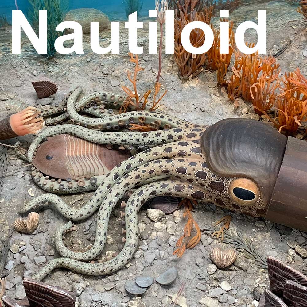 Nautiloid-1000px.jpg