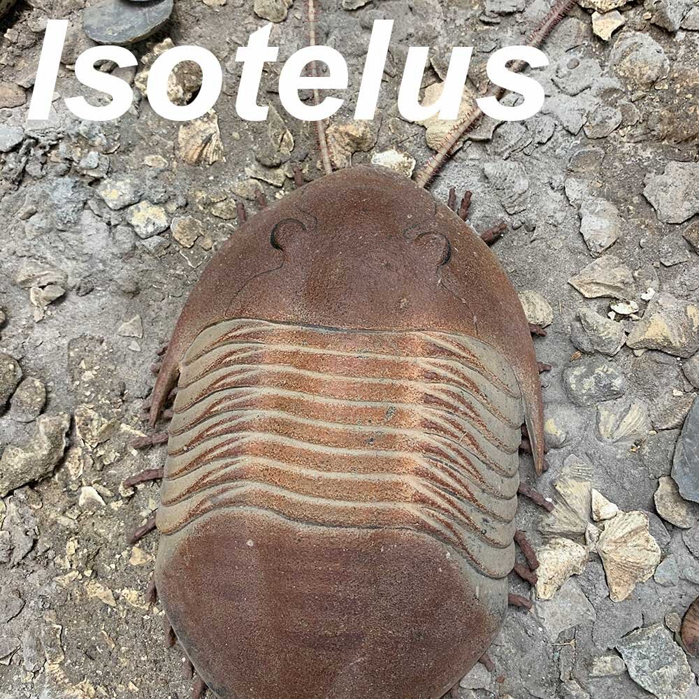 Isotelus-1000px.jpg