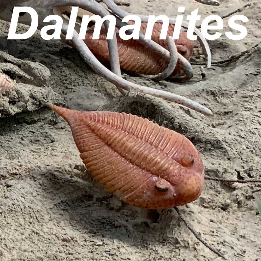 Dalmanites-1000px.jpg