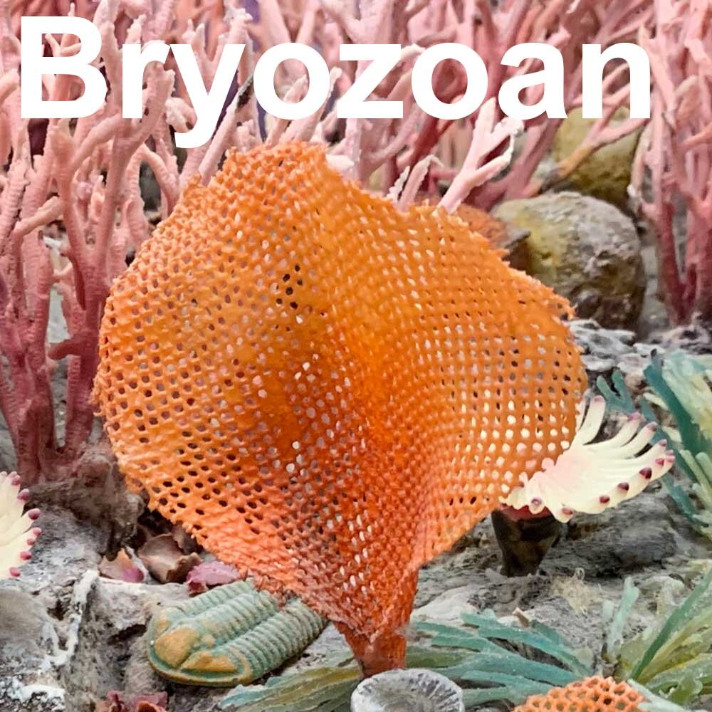 Bryozoan-1000px.jpg