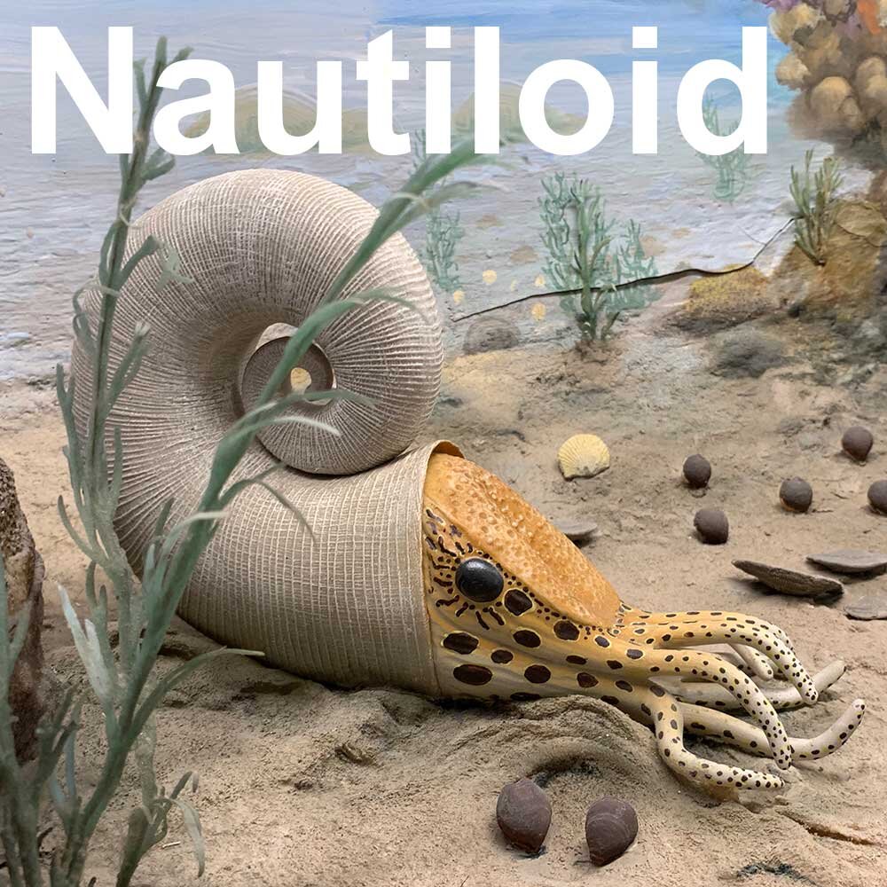 Nautiloid2-1000px.jpg