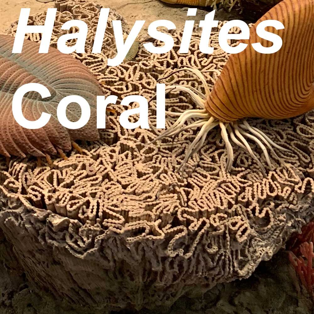 Halysites-1000px.jpg