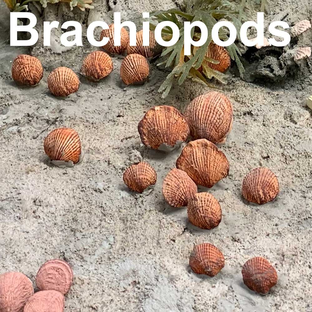 Brachiopods-1000px.jpg