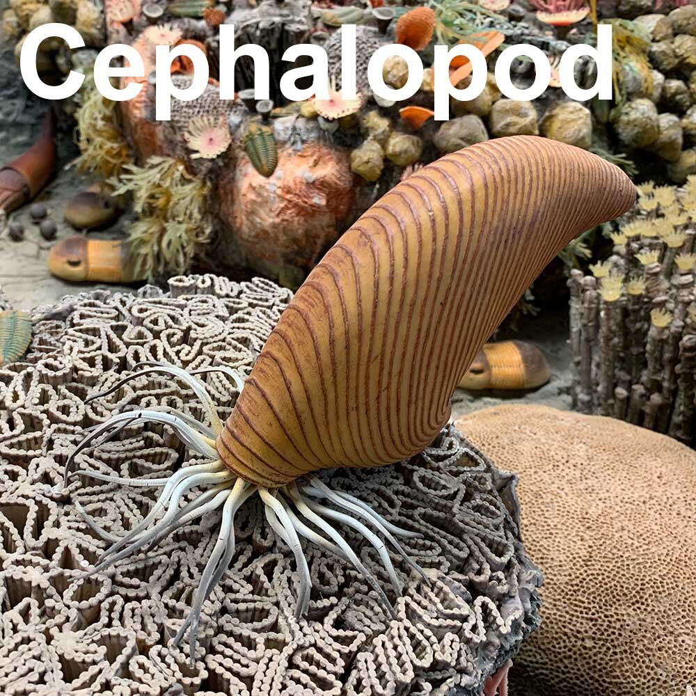 Cephalopod-1000px.jpg