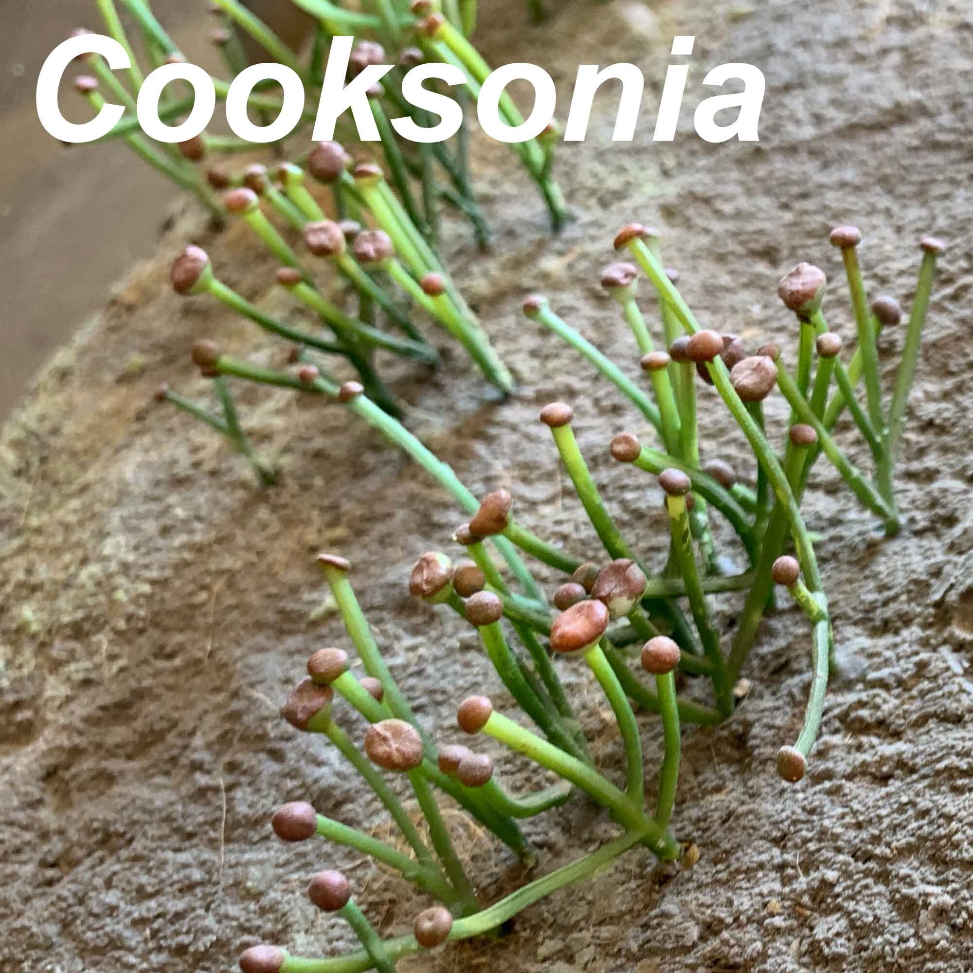 Cooksonia-2000px.jpg