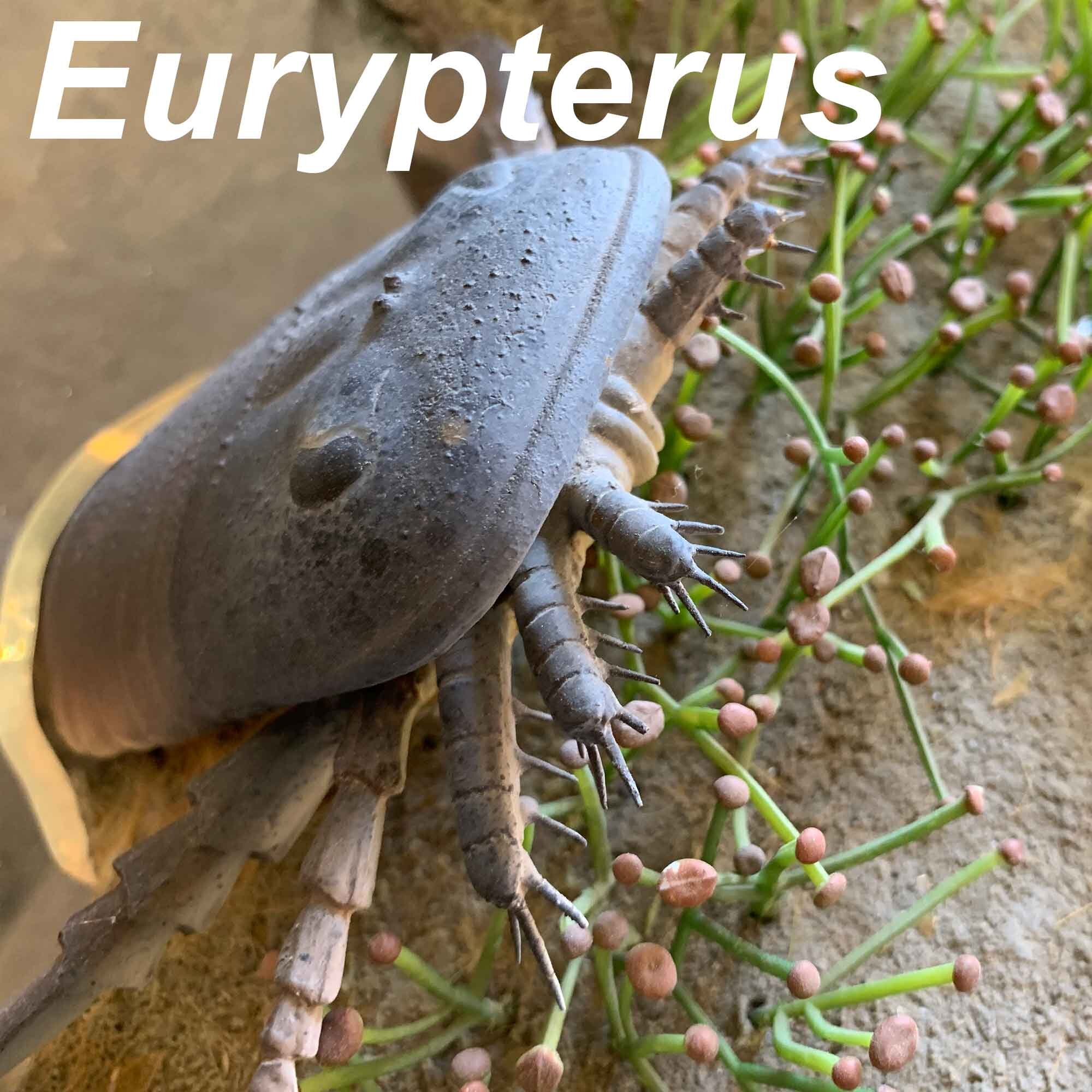 Eurypterus-2-2000px.jpg