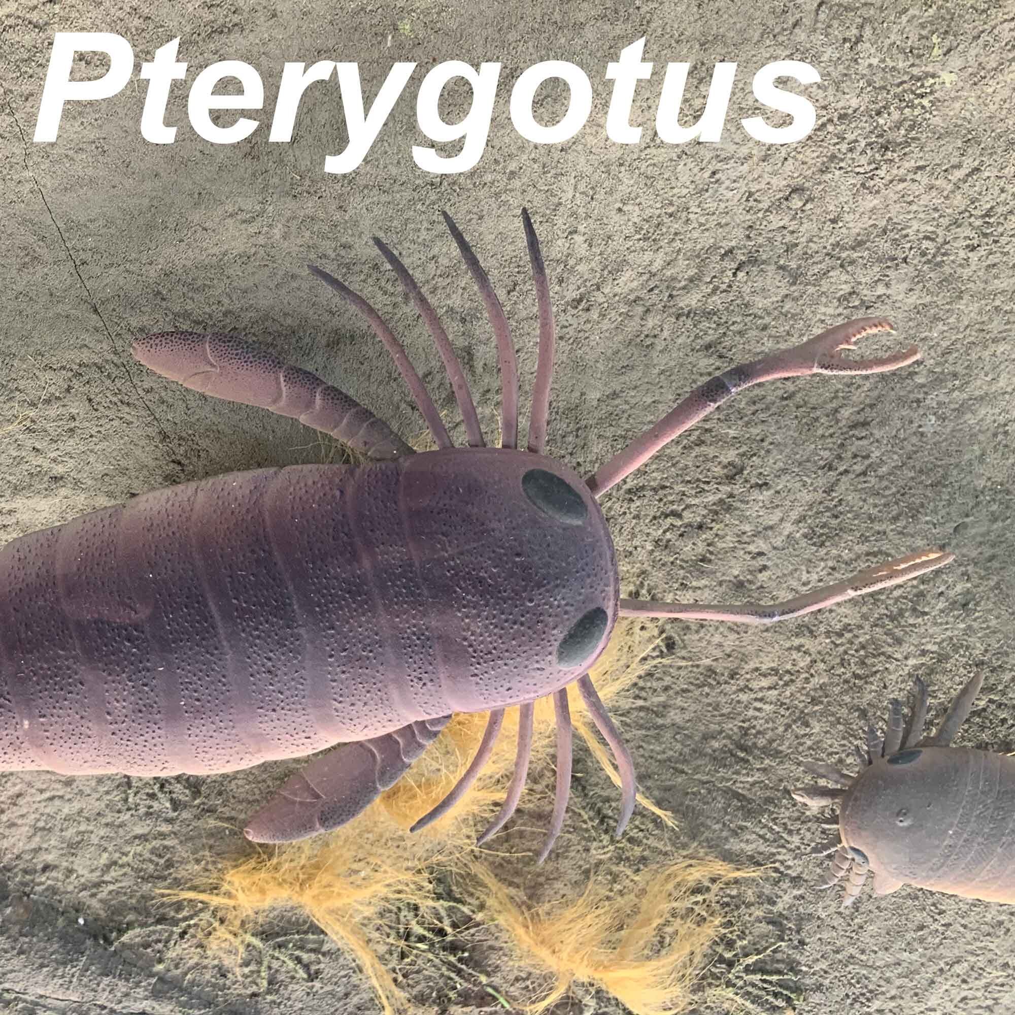 Pterygotus-1-2000px.jpg