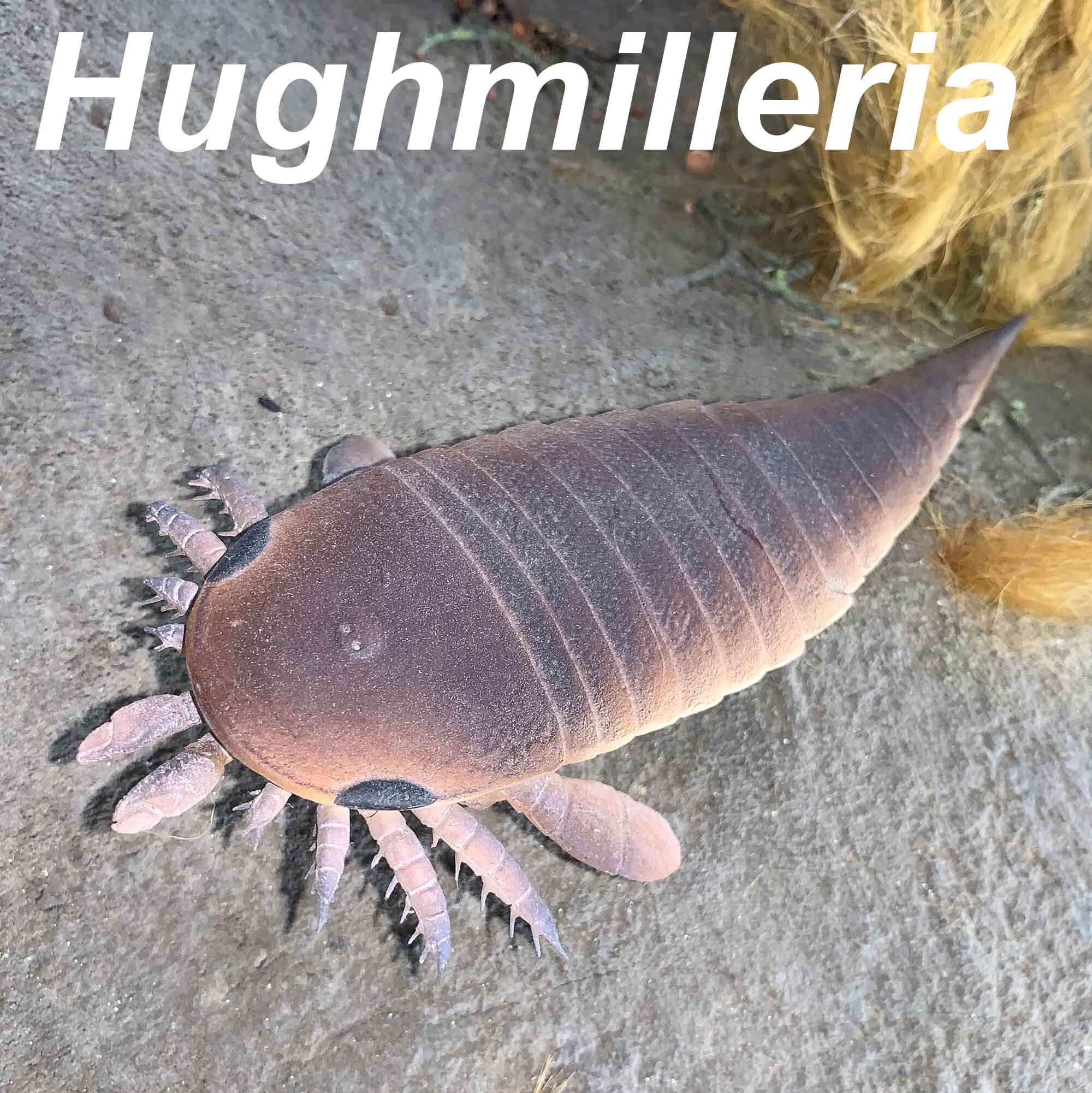 Hughmilleria-2000px.jpg