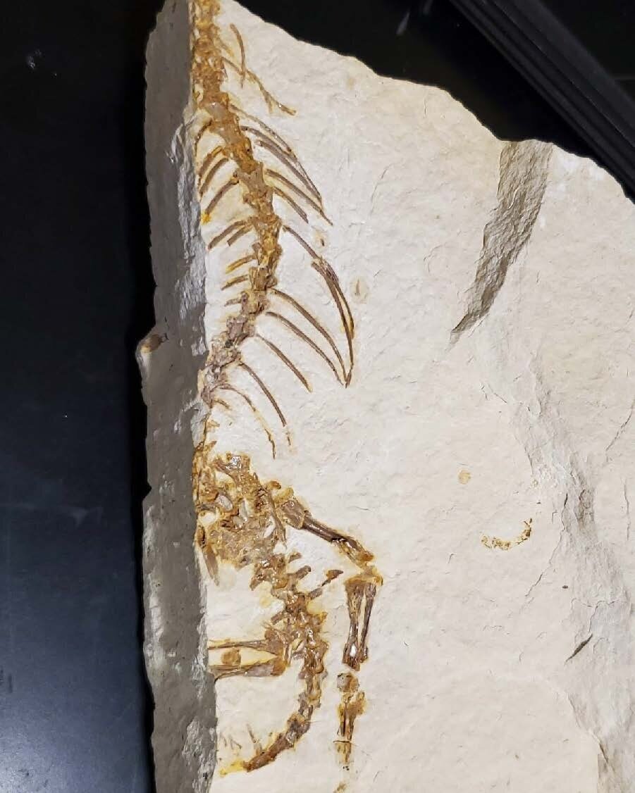 First Use Of Magic Sculpt - Fossil Preparation - The Fossil Forum