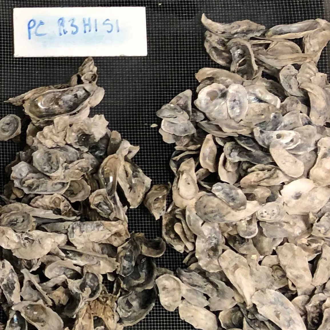 The Power of Adaptability: Oyster Research at PRI in a Covid-19 World