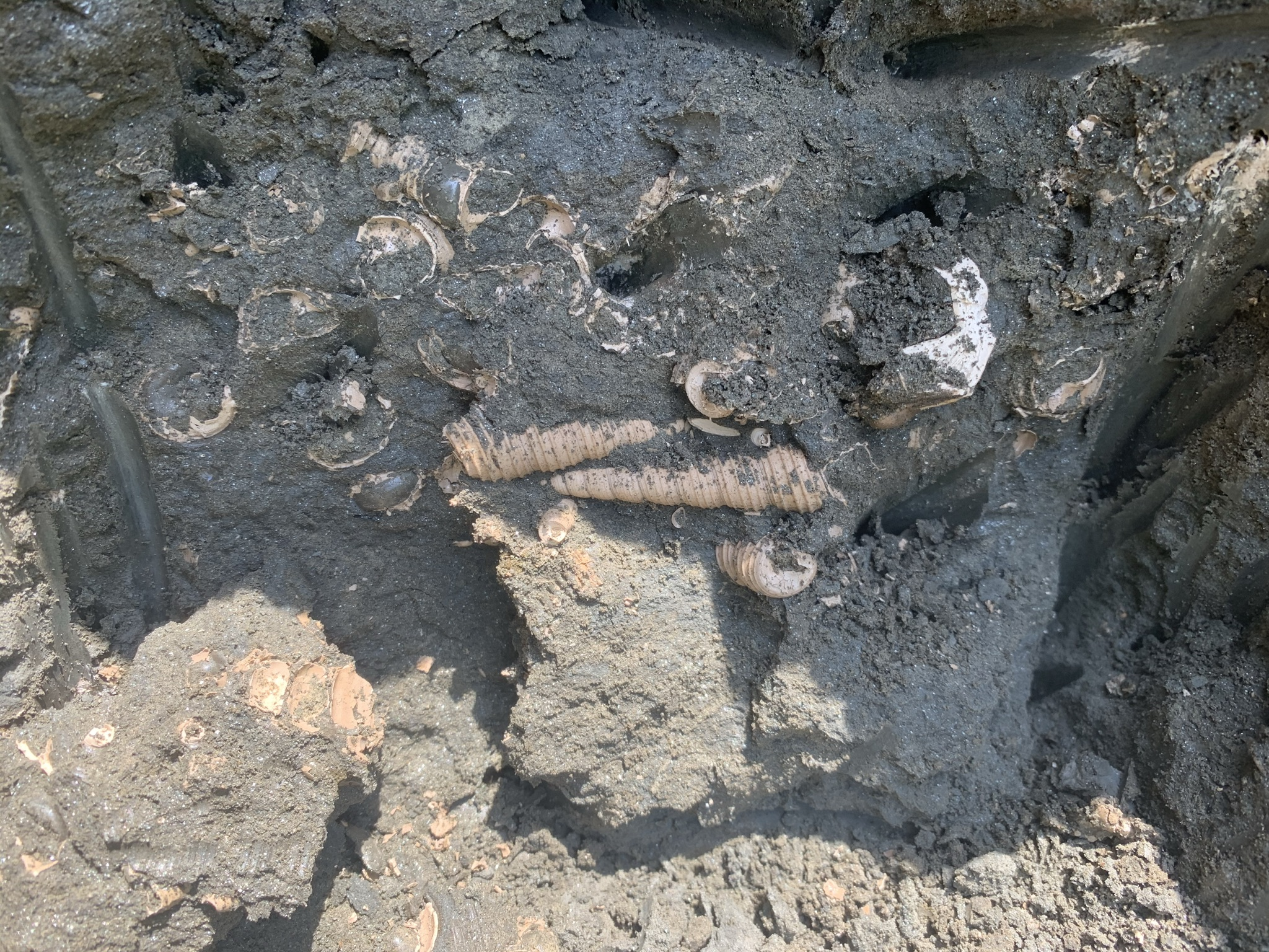 Numerous specimens of Turritella tippana, packed into a “shell stringer” at the type section of the Owl Creek Formation, in Union County, Mississippi. These fossils were found about 20 feet below the Cretaceous-Paleocene boundary. (Photo by Warren Allmon)