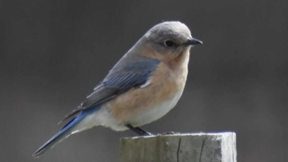 Biodiversity Lessons from Bluebirds