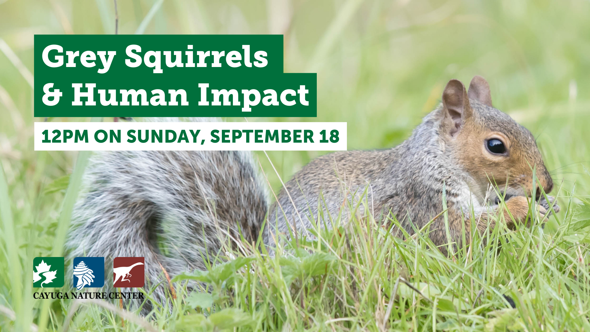 Grey Squirrels & Human Impact (1)_WPb4.png