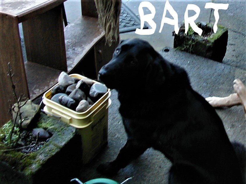 Bart the Fossil Retriever.jpg