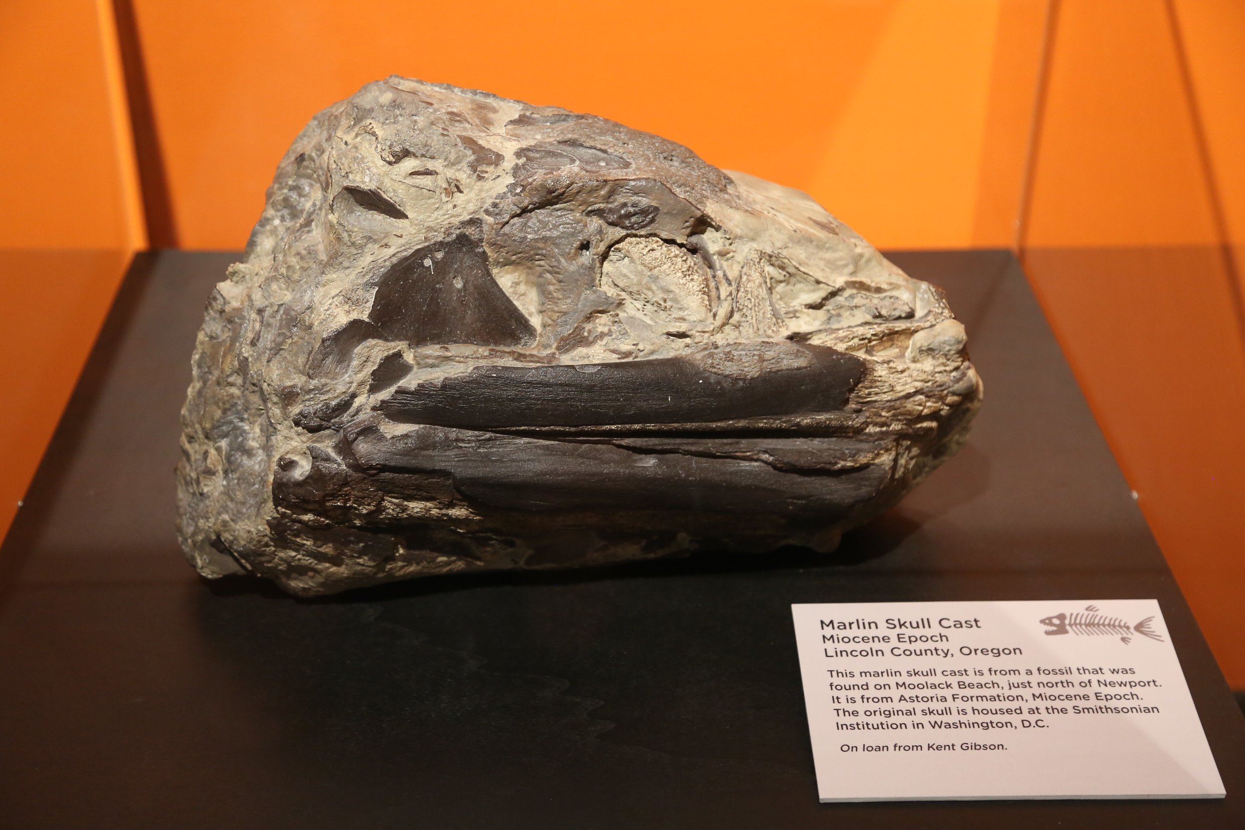 kent fossil_marlin.JPG