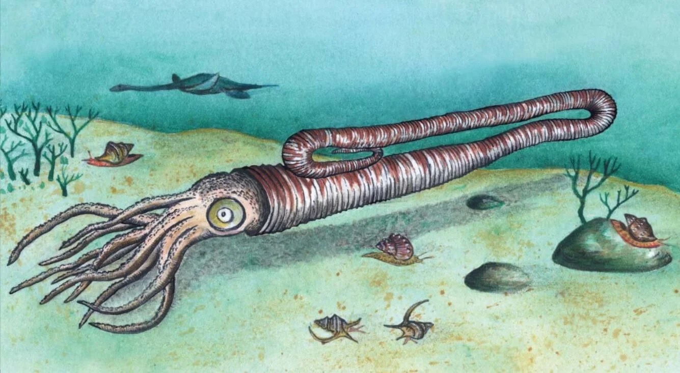 heteromorph-ammonite.jpg