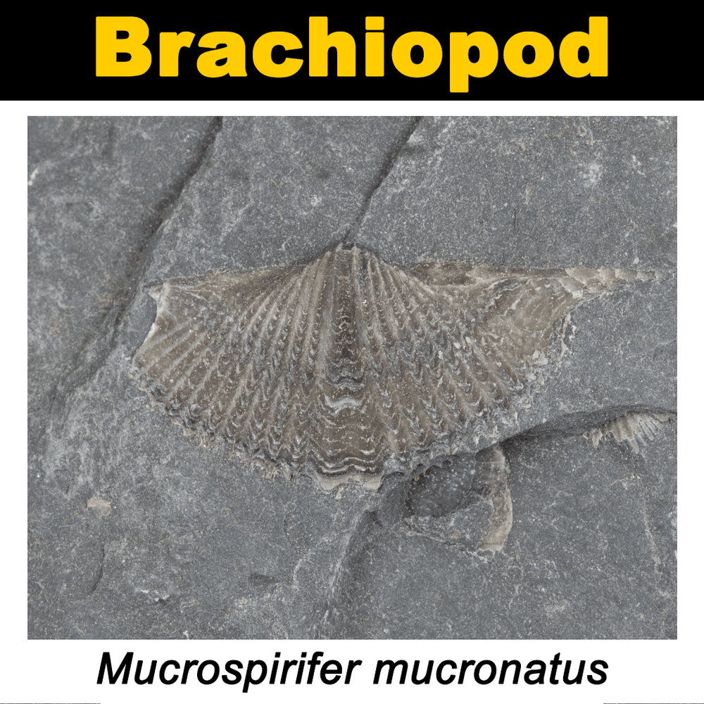 FossilCard-4A-Mucrospirifer_mucronatus-PRI104006.png