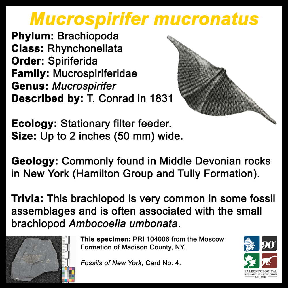 FossilCard-4B-Mucrospirifer_mucronatus-PRI104006.png