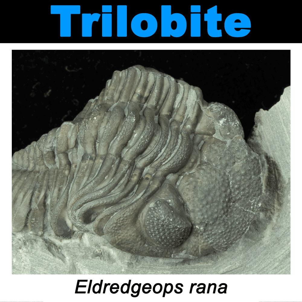 FossilCard1-1-Trilobite-Eldredgeops_rana-PRI70712-SQ.png