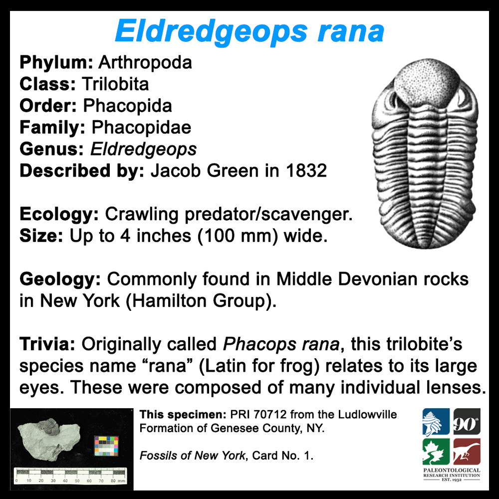 FossilCard1-2-Trilobite-Eldredgeops_rana-PRI70712-SQ.png