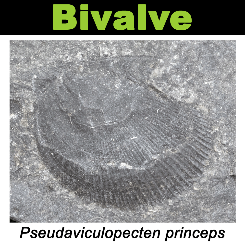 FossilCard-2A-Pseudaviculopecten_princeps-PRI104000.png