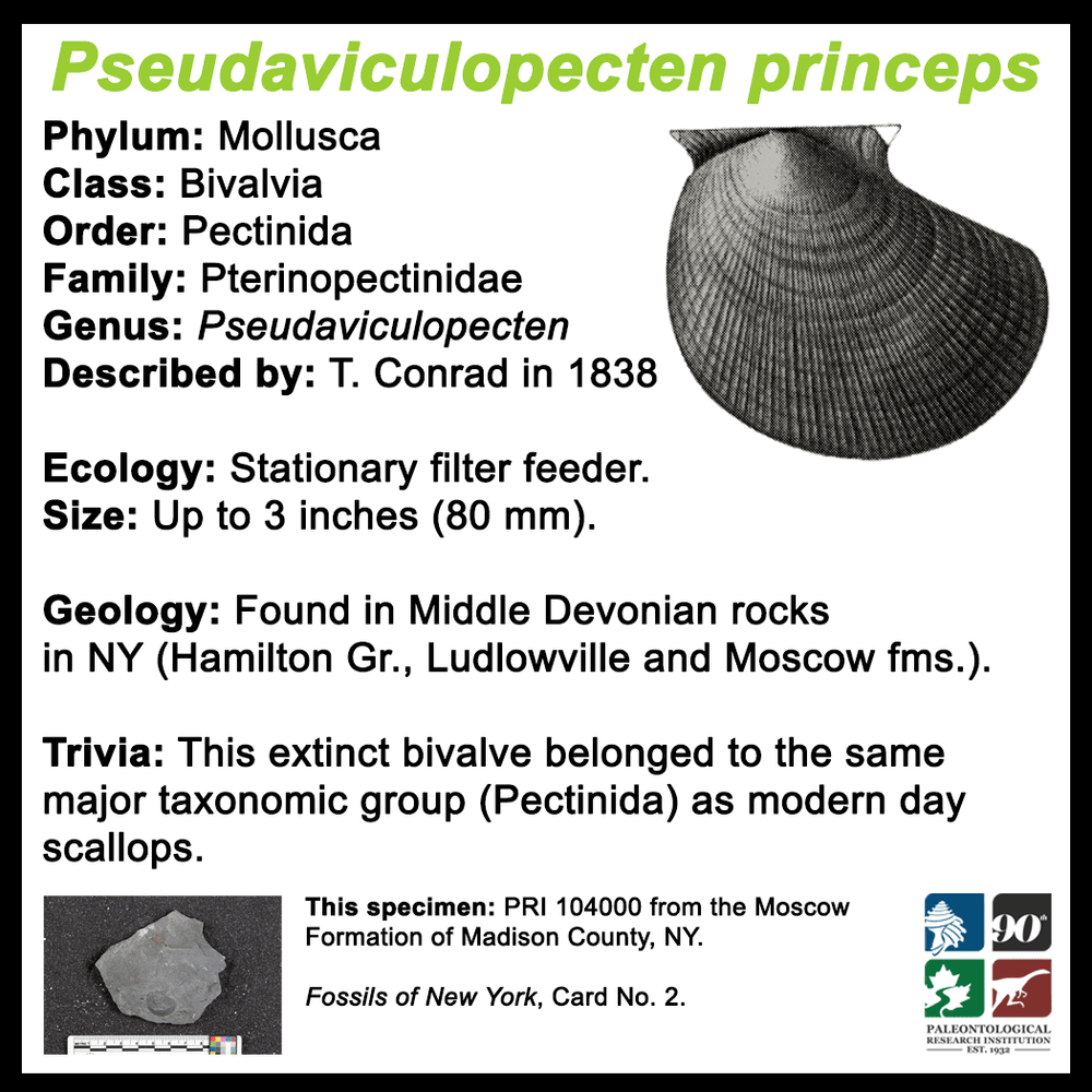 FossilCard-2B-Pseudaviculopecten_princeps-PRI104000.png