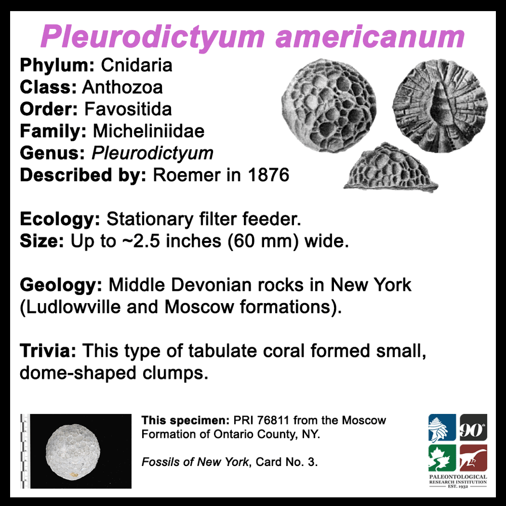 FossilCard-3B-Pleurodictyum_americanum-PRI76811.png