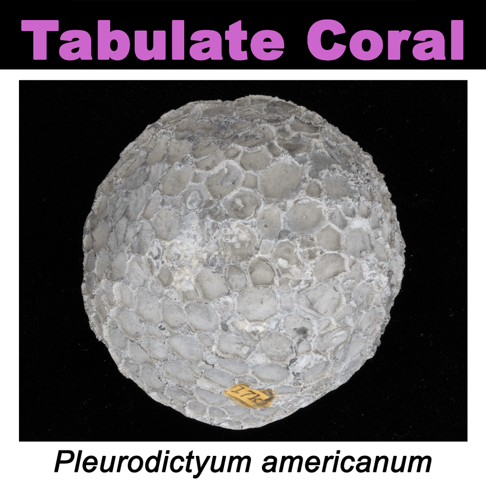 FossilCard-3A-Pleurodictyum_americanum-PRI76811.png