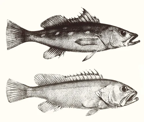 Teniform Fish Darwin and Fishes — Paleontological Research Institution
