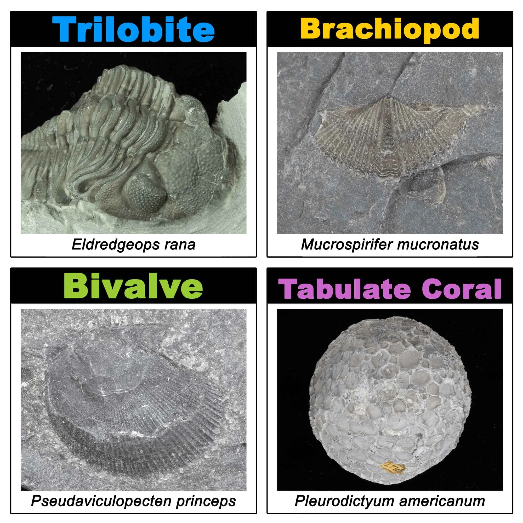 Digital Trading Cards, Series 1: Fossils of New York